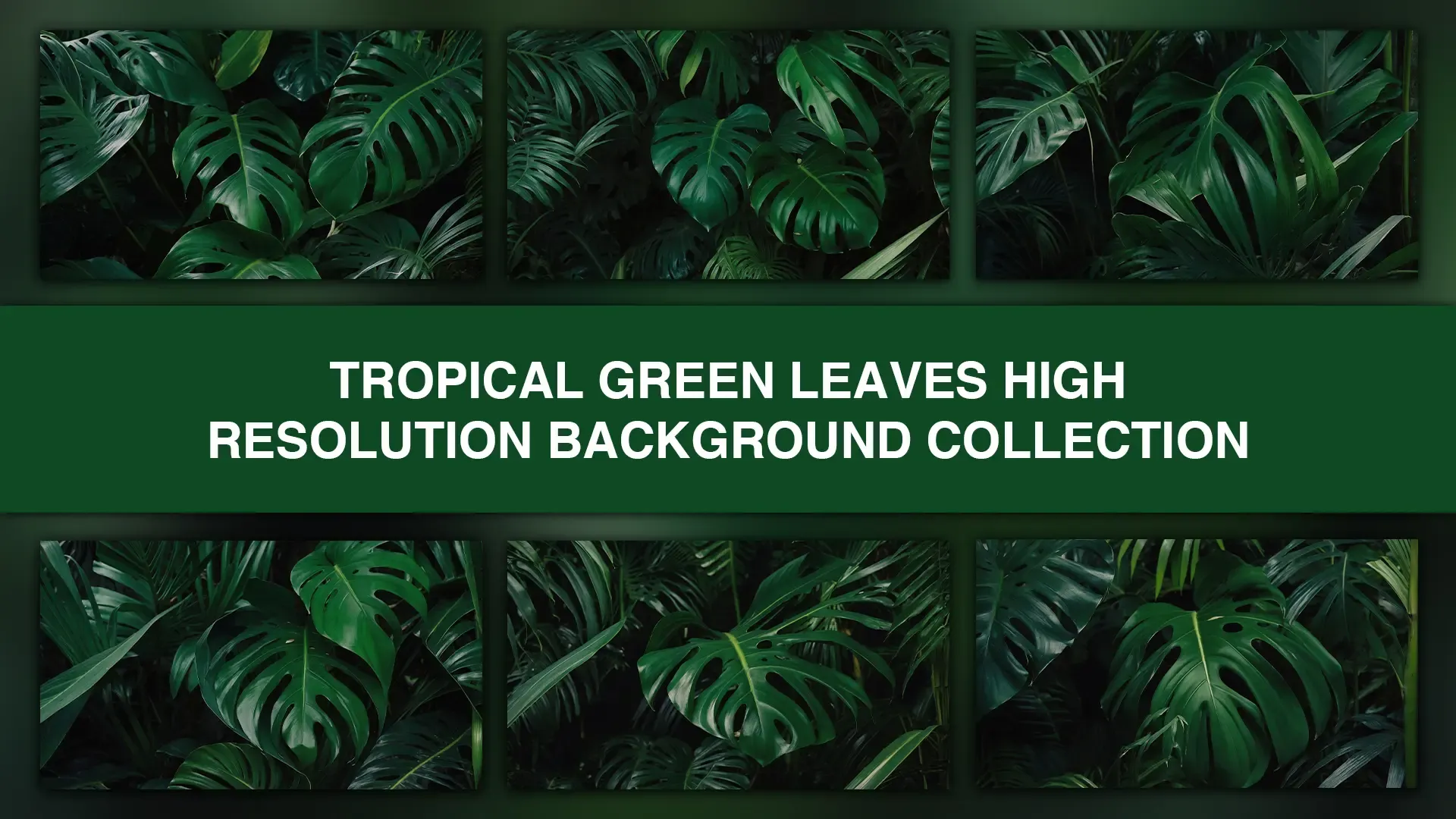 Tropical Green Leaves High Resolution Background Collection